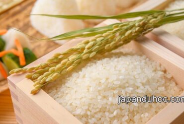 Top 7 loại gạo Nhật Bản ngon nổi tiếng